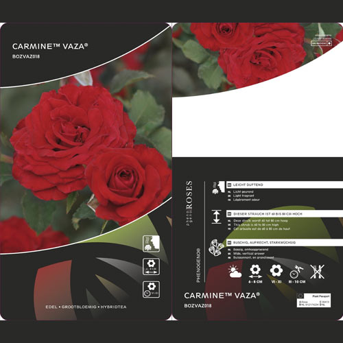 Floribunda rožė Carmine™ Vaza ®, С3 interface.image 2 interface.art 6171