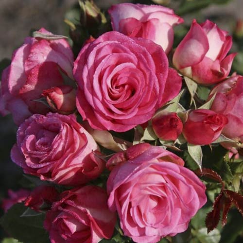 Floribunda rožė Czeslaw Milosz® interface.image 1 interface.art 6192