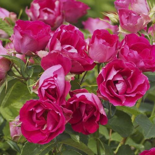 Floribunda rožė Czeslaw Milosz® interface.image 3 interface.art 6192