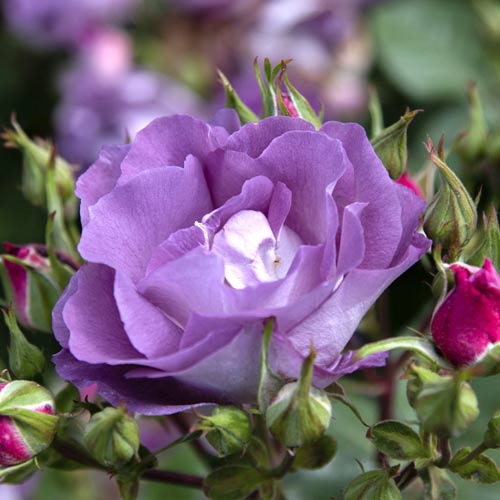 Floribunda rožė Pacific Dream®, C5 interface.image 2 interface.art 6148