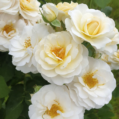 Floribunda rožė Zorza® interface.image 2 interface.art 6190