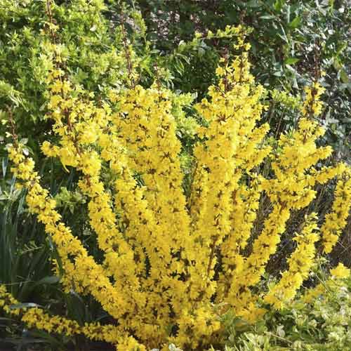 Forzitija Mikador PBR, С3 interface.image 1 interface.art 8537