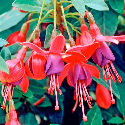 Fuksija Tom Pouce interface.art nuotrauka 1 Fuksija Tom Pouce interface.image 1 interface.art 5600