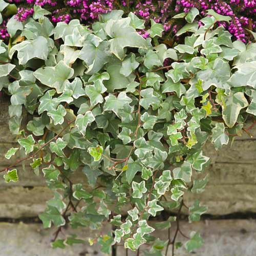 Gebenė lipikė Bialystok, С2 interface.image 1 interface.art 8217