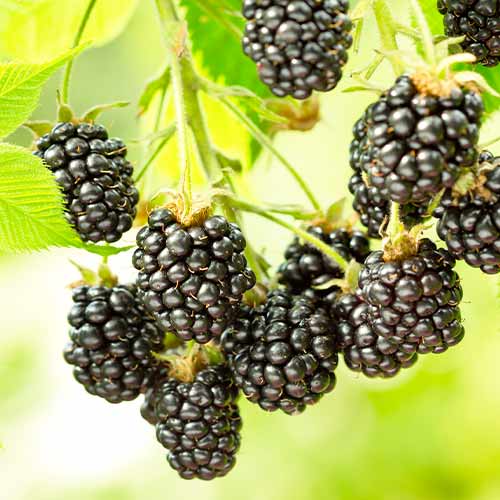 Gervuogė Black Satin, Р9 interface.image 1 interface.art 7692