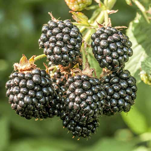 Gervuogė Chester interface.image 1 interface.art 7612