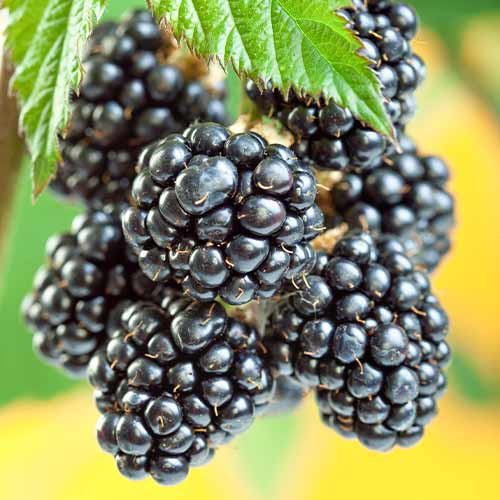 Gervuogė Gigant, Р9 interface.image 1 interface.art 7506