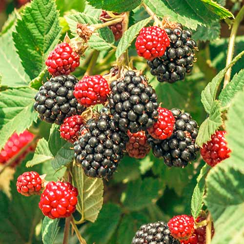 Gervuogė Loch Ness, Р9 interface.image 1 interface.art 7651