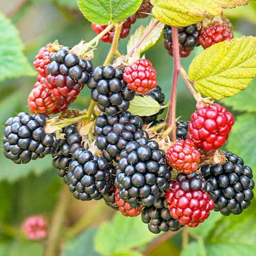 Gervuogė Navaho interface.art nuotrauka 1 Gervuogė Navaho interface.image 1 interface.art 7504