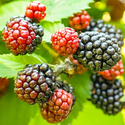 Gervuogė Tricolor interface.image 1 interface.art 5835