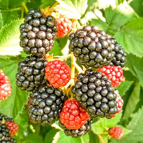 Gervuogė Triple Crown interface.image 1 interface.art 8020