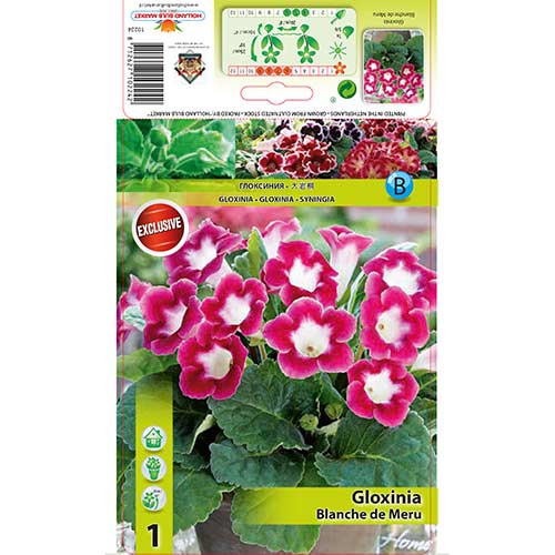 Gloksinija (Gloxinia) Blanche de Meru interface.art nuotrauka 1 Gloksinija (Gloxinia) Blanche de Meru interface.image 1 interface.art 76259
