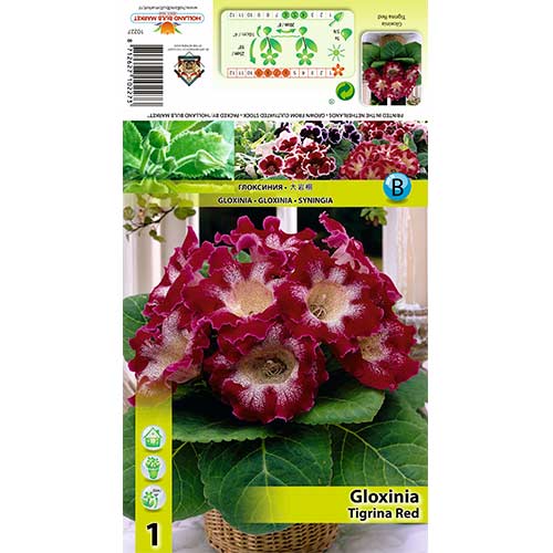 Gloksinija (Gloxinia) Tigrina Red interface.art nuotrauka 1 Gloksinija (Gloxinia) Tigrina Red interface.image 1 interface.art 70407