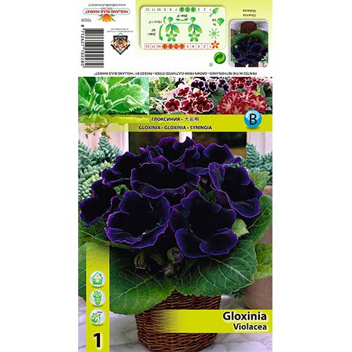 Gloksinija (Gloxinia) Violacea interface.art nuotrauka 1 Gloksinija (Gloxinia) Violacea interface.image 1 interface.art 70408
