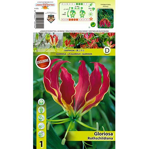 Glorioza (Gloriosa) Rothschildiana interface.art nuotrauka 1 Glorioza (Gloriosa) Rothschildiana interface.image 1 interface.art 70406