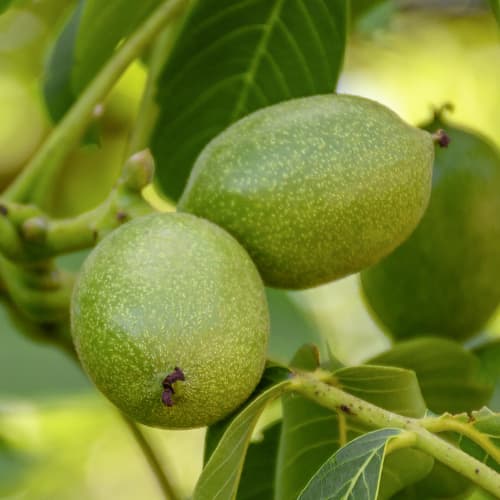 Graikinis riešutas Franquette, C2 interface.image 1 interface.art 9686