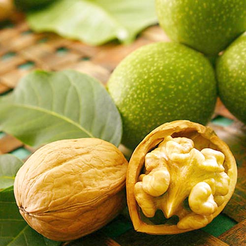 Graikiškas riešutas Chandler, С2 interface.art nuotrauka 1 Graikiškas riešutas Chandler, С2 interface.image 1 interface.art 7041