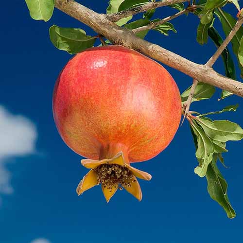 Granatas Wonderful, С2 interface.image 1 interface.art 4868