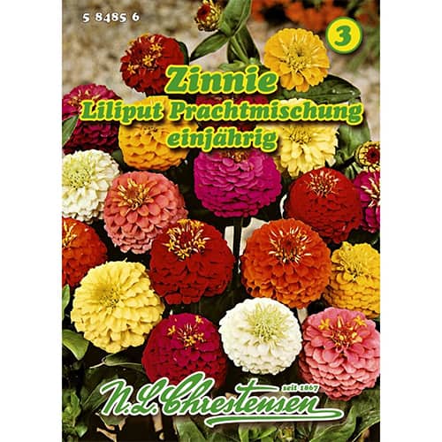 Gvaizdūnės nykštukinės Prachtmischung interface.image 1 interface.art 87823