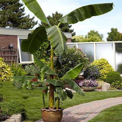 Hardy Banana - Musa Basjoo interface.image 1 interface.art 76634