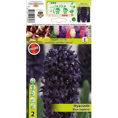 Hiacintas Blue Saphire interface.image 1 interface.art 67358