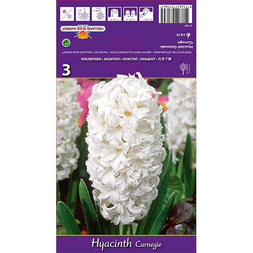 Hiacintas Carnegie interface.image 1 interface.art 67587