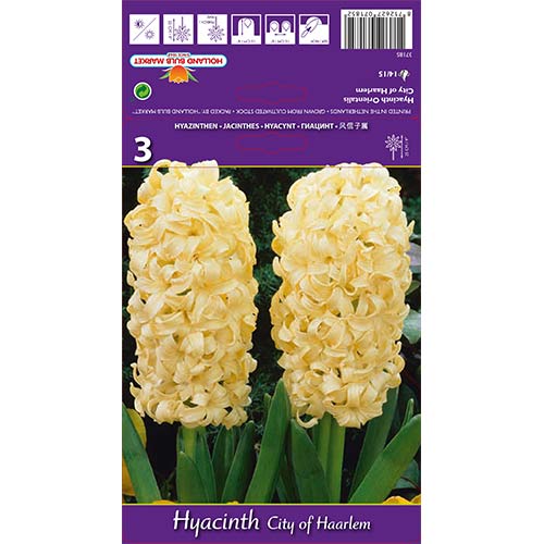 Hiacintas City of Haarlem interface.image 1 interface.art 67594