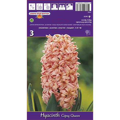 Hiacintas Gipsy Queen interface.image 1 interface.art 67585