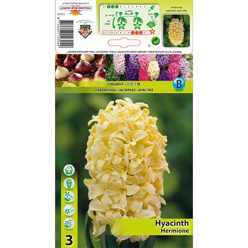 Hiacintas Hermione interface.art nuotrauka 1 Hiacintas Hermione interface.image 1 interface.art 70271