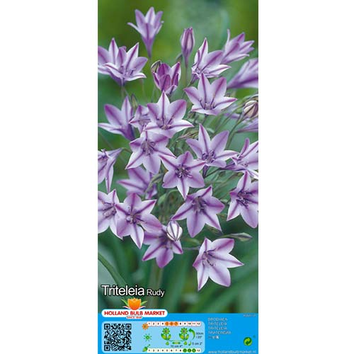 Hiacintas kalifornijski (Triteleia) Rudy interface.art nuotrauka 1 Hiacintas kalifornijski (Triteleia) Rudy interface.image 1 interface.art 67680