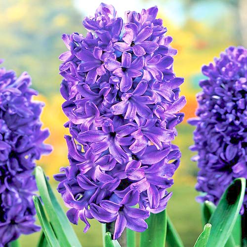 Hiacintas Marie interface.image 1 interface.art 67588