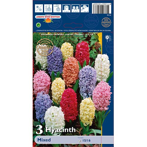 Hiacintas, spalvų mišinys interface.image 1 interface.art 68057