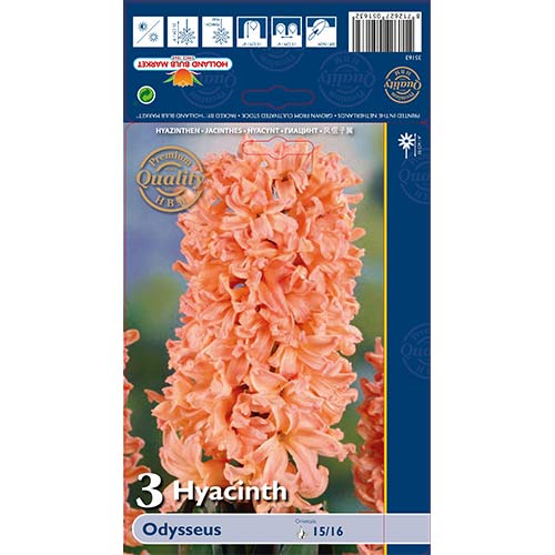 Hiacintas Odysseus interface.art nuotrauka 1 Hiacintas Odysseus interface.image 1 interface.art 68010