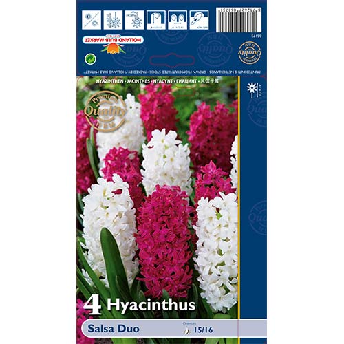 Hiacintas Salsa Duo, spalvų mišinys interface.image 1 interface.art 68011