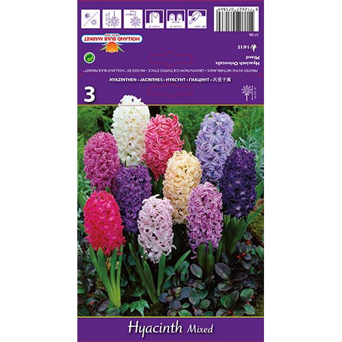 Hiacintas Spring Palette, spalvų mišinys interface.image 1 interface.art 67598