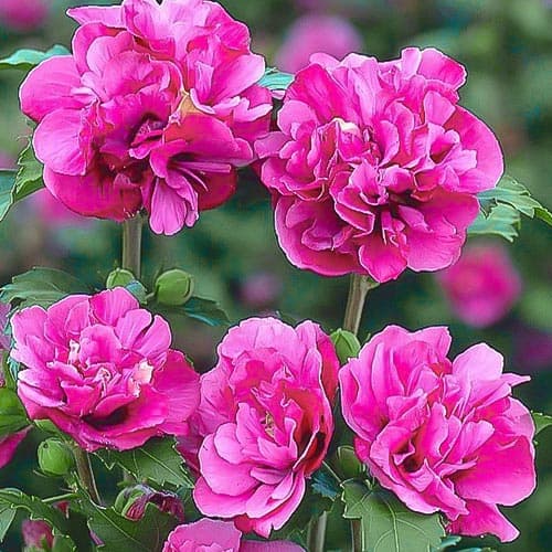 Kinrožė Hibiscus Duc de Brabant, P9 interface.art nuotrauka 1 Kinrožė Hibiscus Duc de Brabant, P9 interface.image 1 interface.art 9021