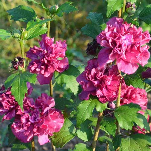 Hibiscus French Cabaret Red interface.image 1 interface.art 5603