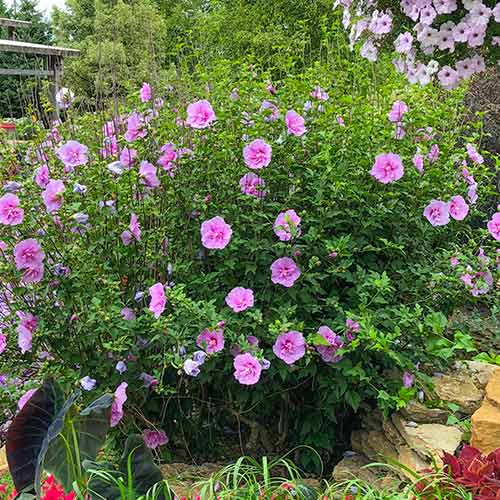 Hibiscus Lavander Chiffon interface.image 1 interface.art 5604