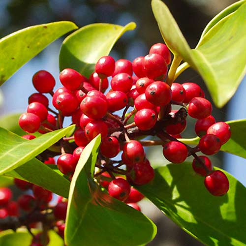 Holly Red Dot interface.art nuotrauka 1 Holly Red Dot interface.image 1 interface.art 5612