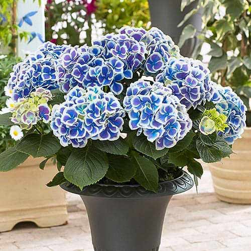 Hortenzija (Hydrangea) Bicolor Blue-White interface.art nuotrauka 1 Hortenzija (Hydrangea) Bicolor Blue-White interface.image 1 interface.art 76695