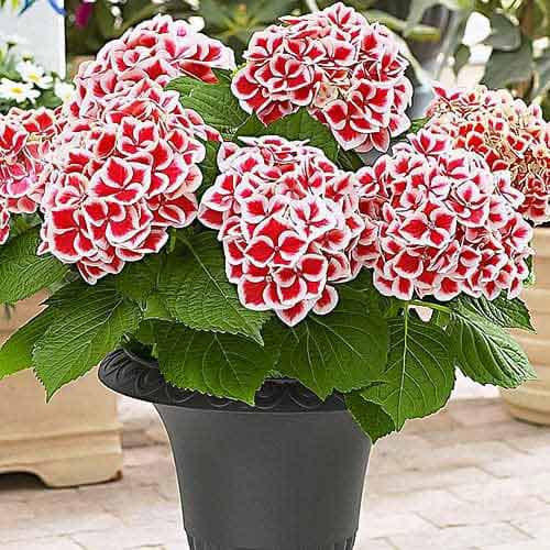 Hortenzija (Hydrangea) Bicolor Red-White interface.image 1 interface.art 76696