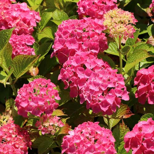 Hortenzija krūminė Alpengluhen, C2 interface.image 1 interface.art 4444