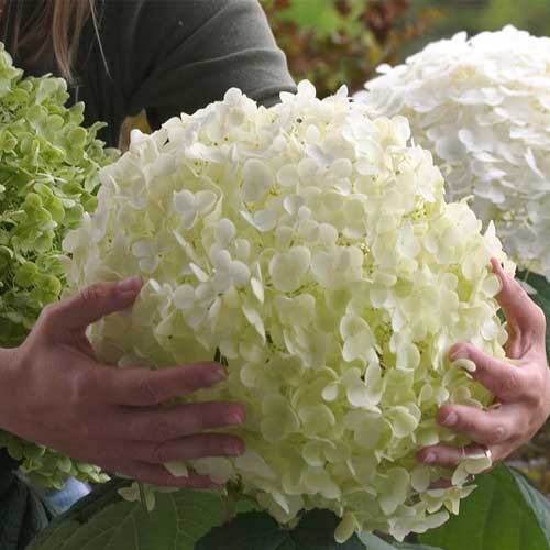 Hortenzija krūminė Strong Annabelle interface.image 1 interface.art 5605