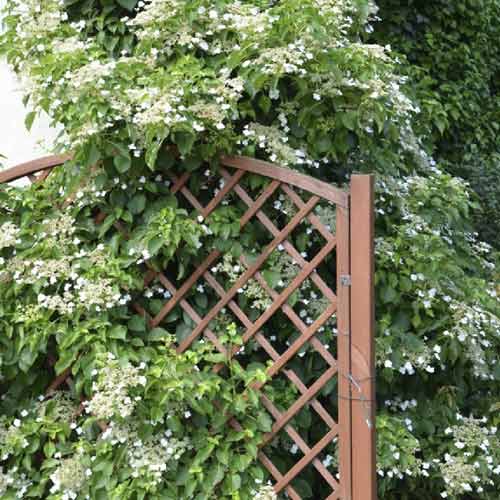 Hortenzija laipiojanti Mirranda, С2 interface.image 1 interface.art 8219