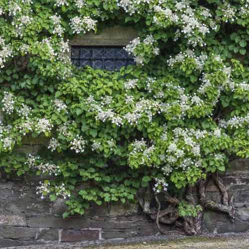 Hortenzija laipiojanti Take a chance ®, С2 interface.image 1 interface.art 8220