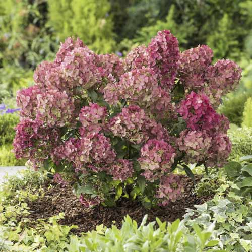 Hortenzija puokštinė Great star ®, С4.5 interface.image 1 interface.art 7720