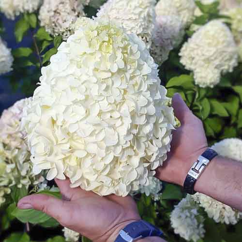 Hortenzija puokštinė Hercules PBR, С2 interface.image 1 interface.art 8221