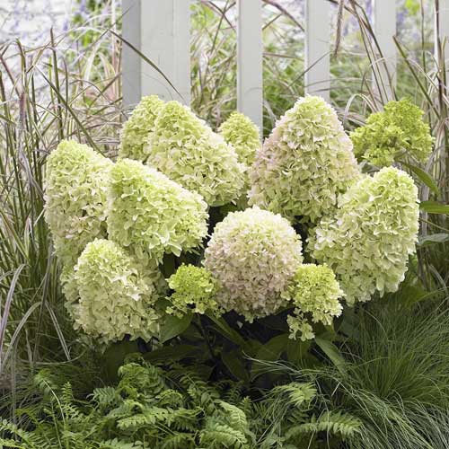 Hortenzija puokštinė Little Fresco PBR, С2 interface.image 1 interface.art 8223