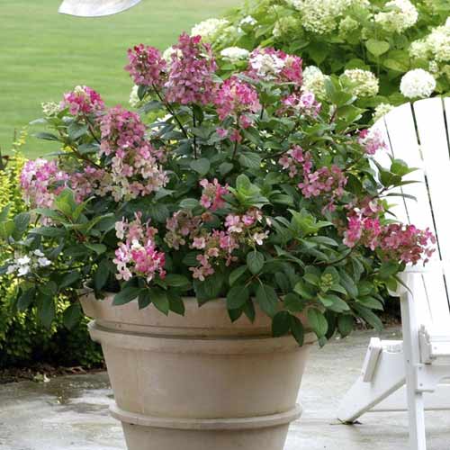 Hortenzija puokštinė Little Quick Fire PBR, С3 interface.image 1 interface.art 8544