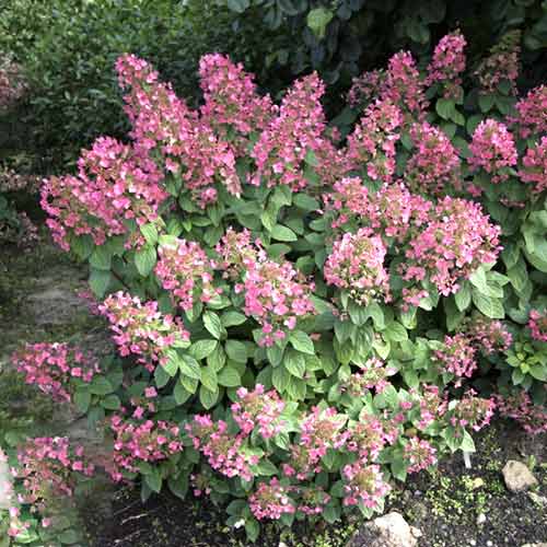 Hortenzija puokštinė Magical Fire PBR, С3 interface.image 1 interface.art 8546